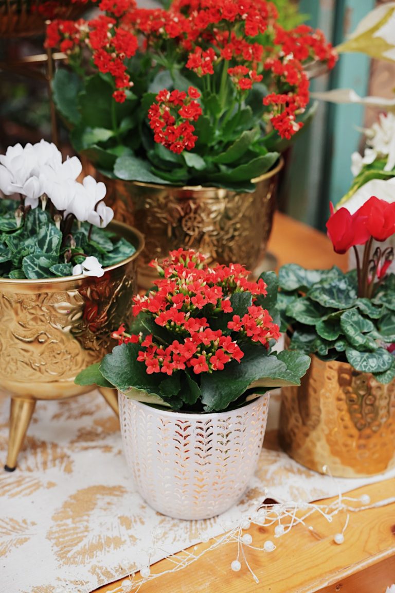 Processed with VSCO with c8 preset