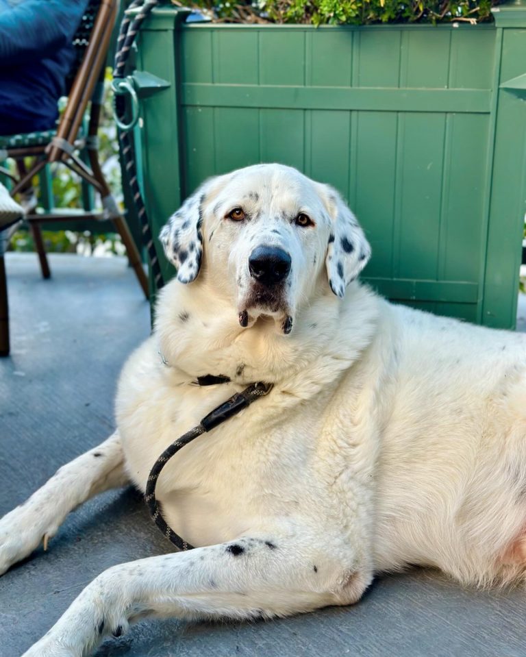 c409f47a-43ac-4f59-bc0b-c0b53cf5c890